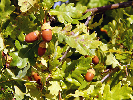 quercus garryana 2 graphic
